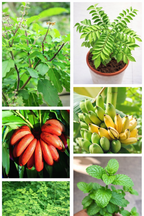 Fruit & Herbal Kitchen Combo