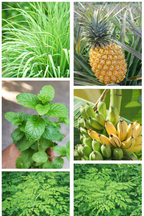 Beginner Fruit Garden Pack