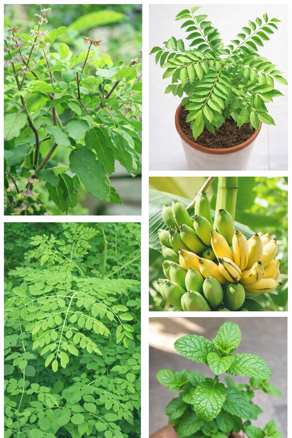 Compact Fruit Garden Set