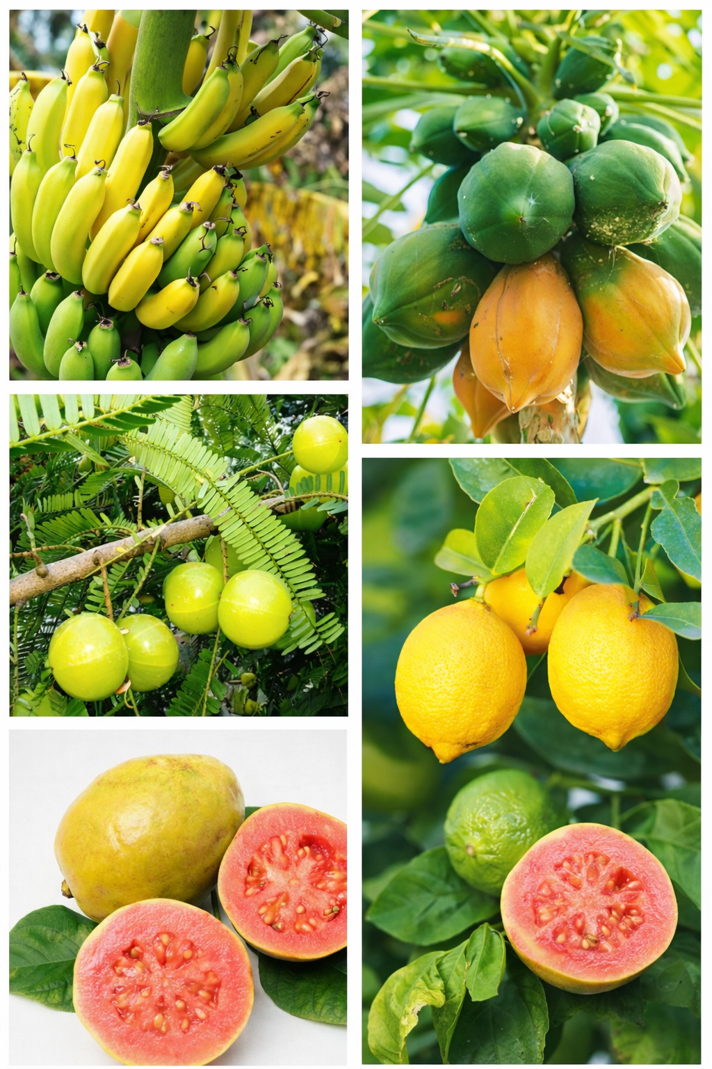 Grafted Fruit Home Garden Pack