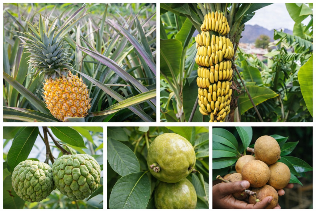 Fast Fruiting Grafted Mix