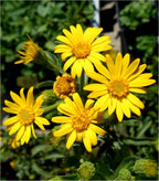 Aster Plant - ‎Aster amellus