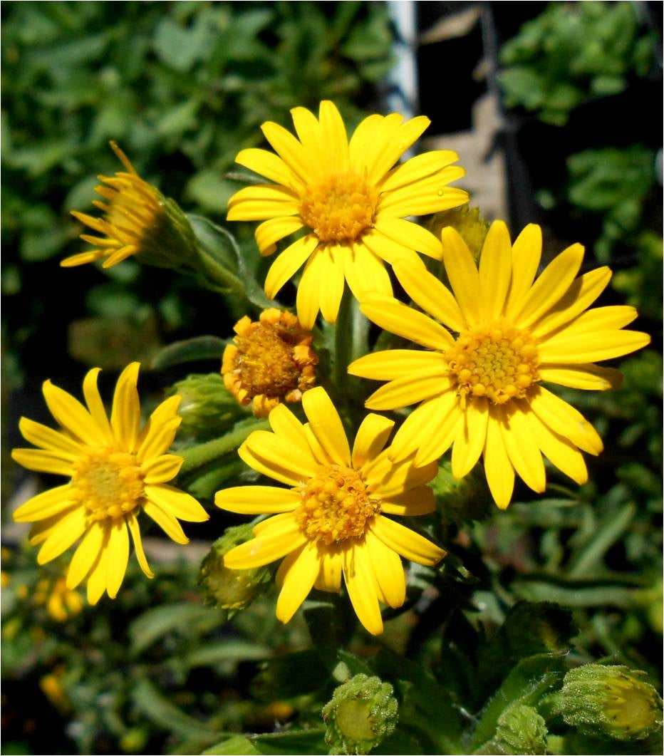 Aster Plant - ‎Aster amellus