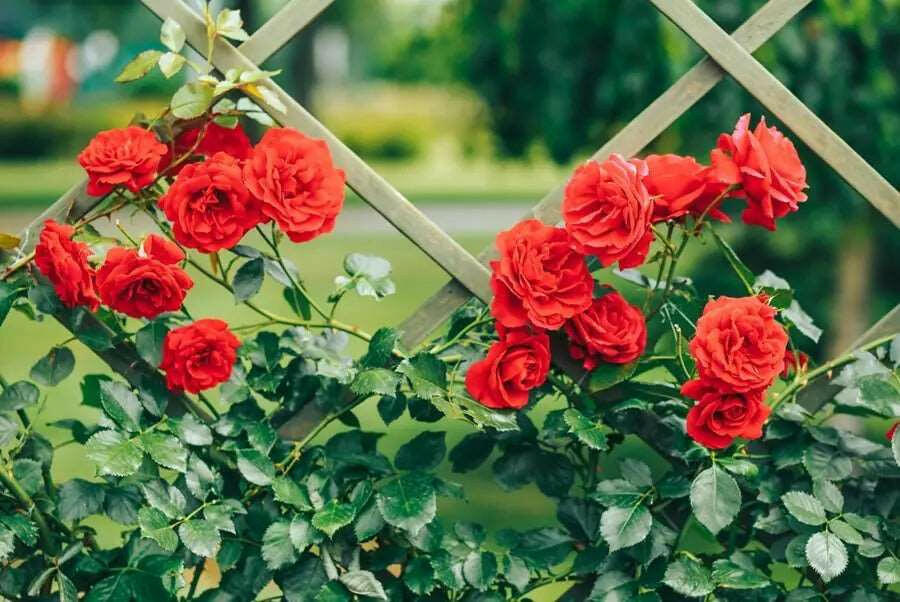 Climbing Red Rose Plant.