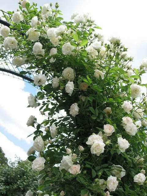 Climbing White Rose Plant.