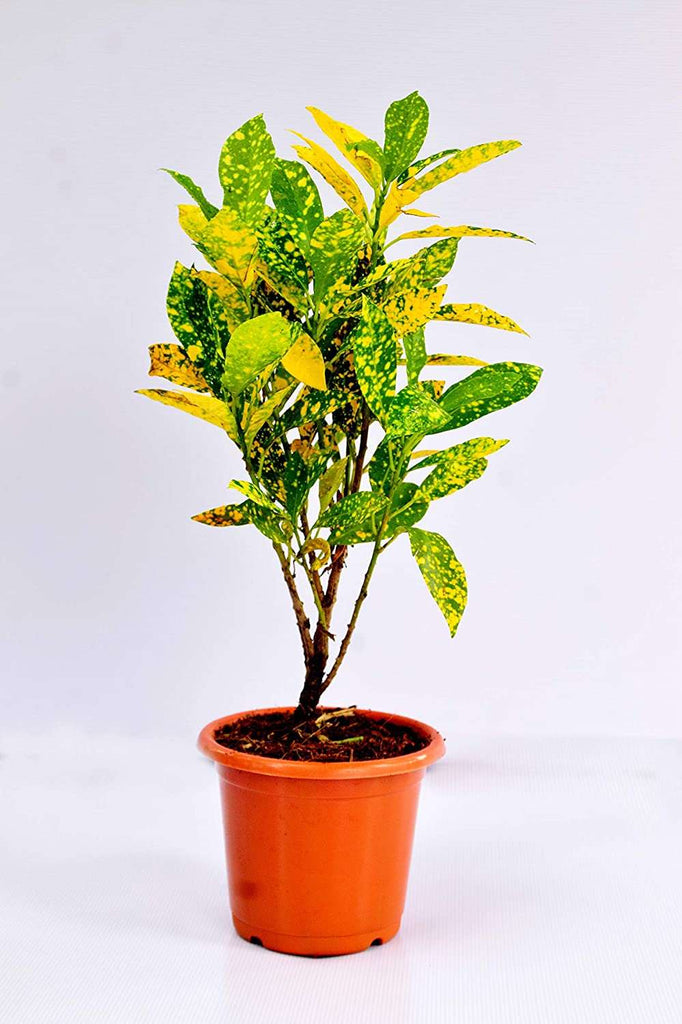 Croton Plant - Gold Dust Big Leaf Plant.