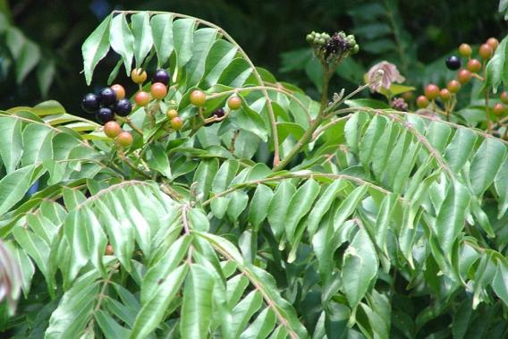 Curry Leaf - Kadi Patta Plant.