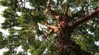 Padak Tree Sapling.