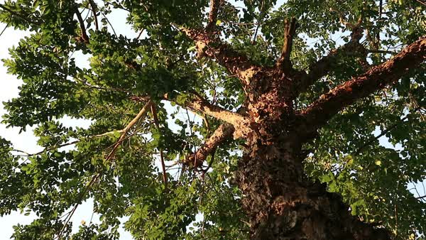 Padak Tree Sapling.