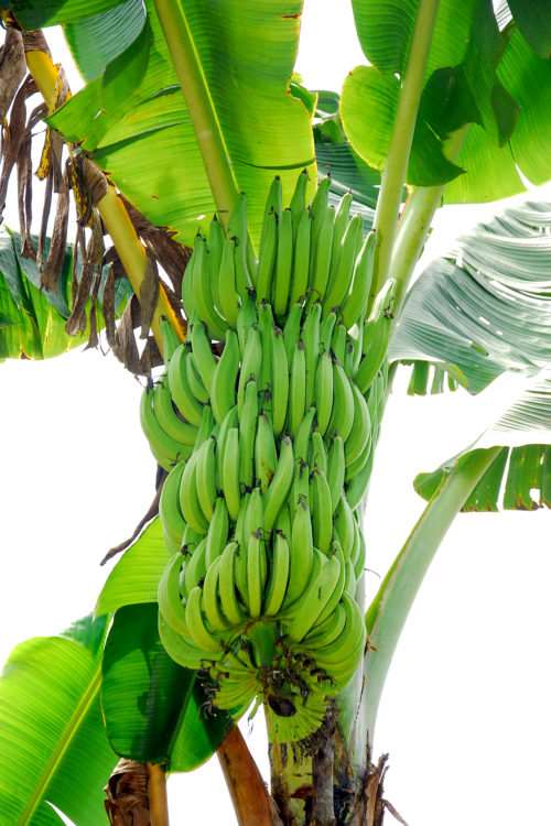 Grafted Hill Banana Plant.