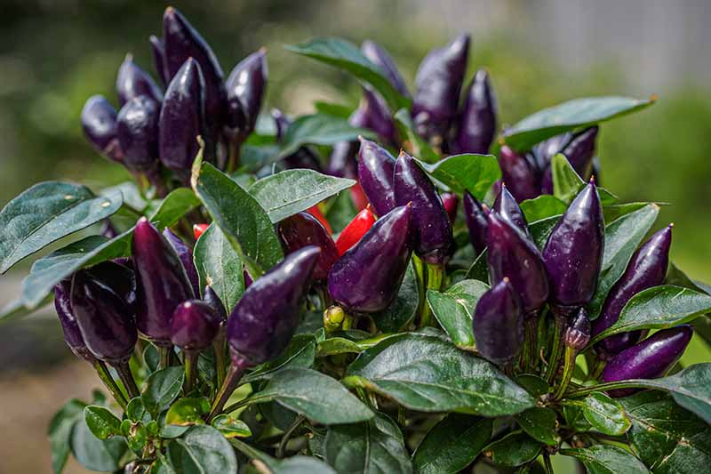 Ornamental Chilli Violet Plant.