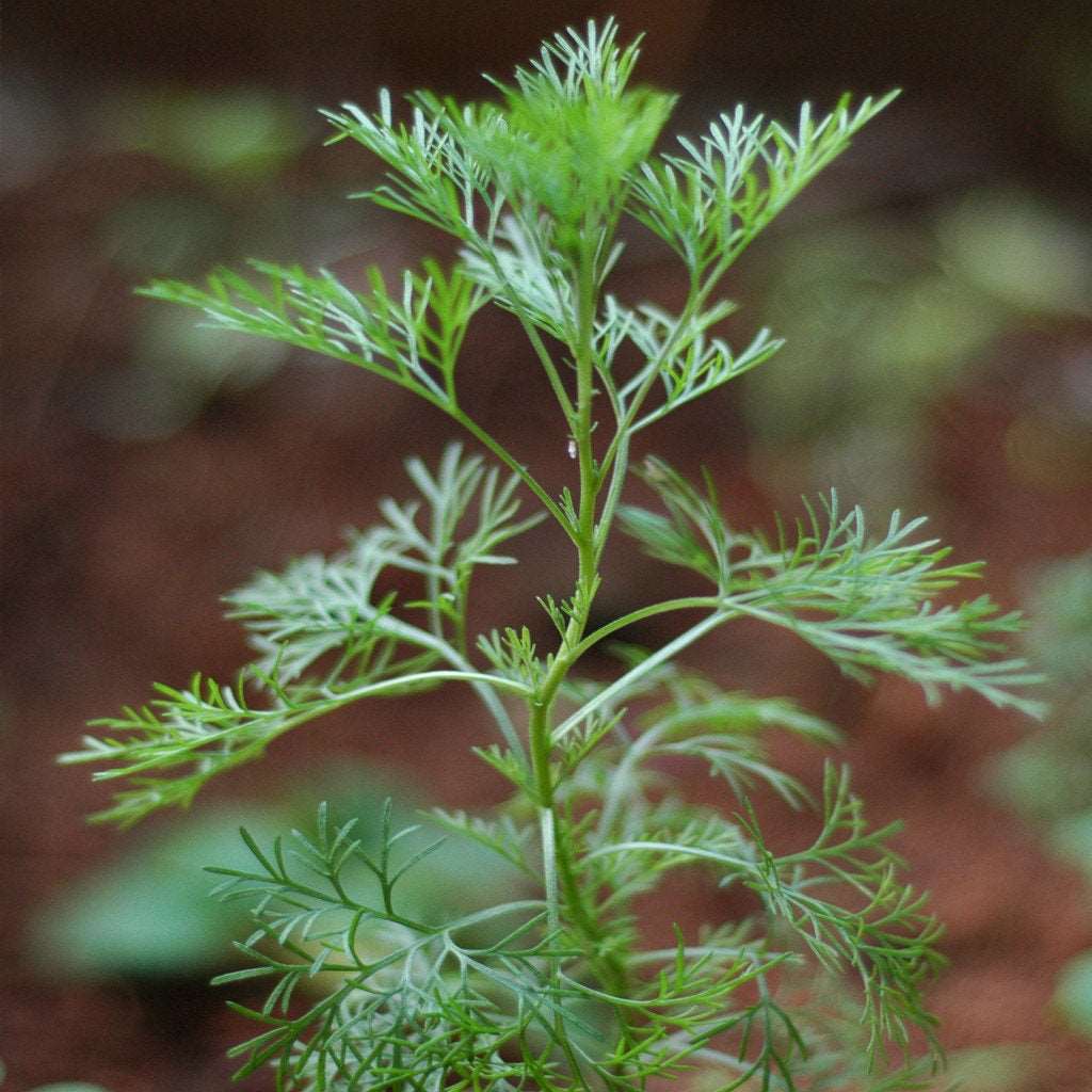 Origanum majorana - Marikolunthu - Sathra Plant.