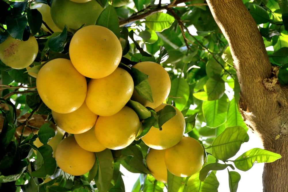 Grafted Grape Fruit Plant.