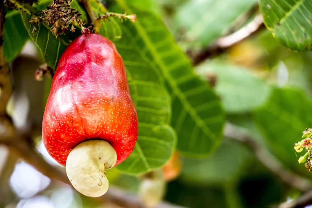 Grafted Cashew Nut Fruit Plant.