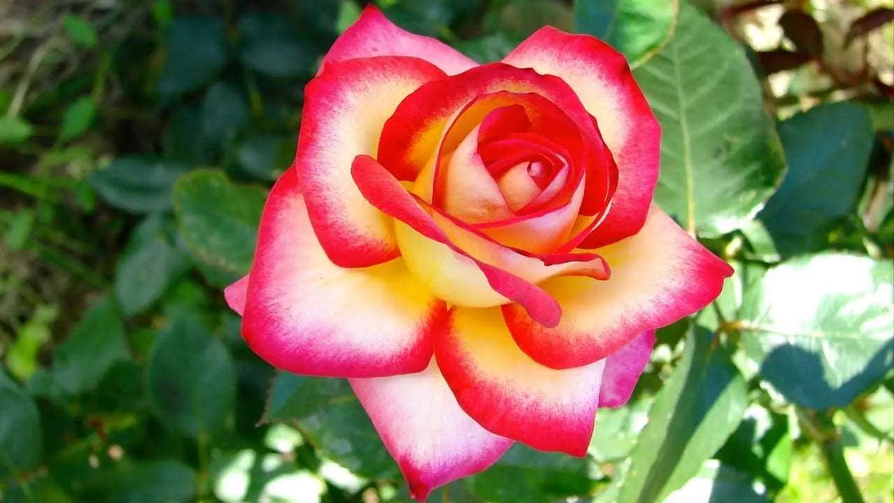Double Color Rose Plant.