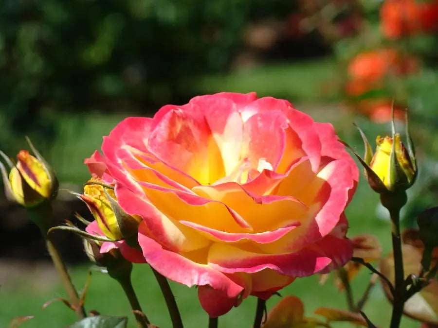 Double Color Rose Plant.
