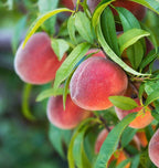 Grafted Peach Plant.