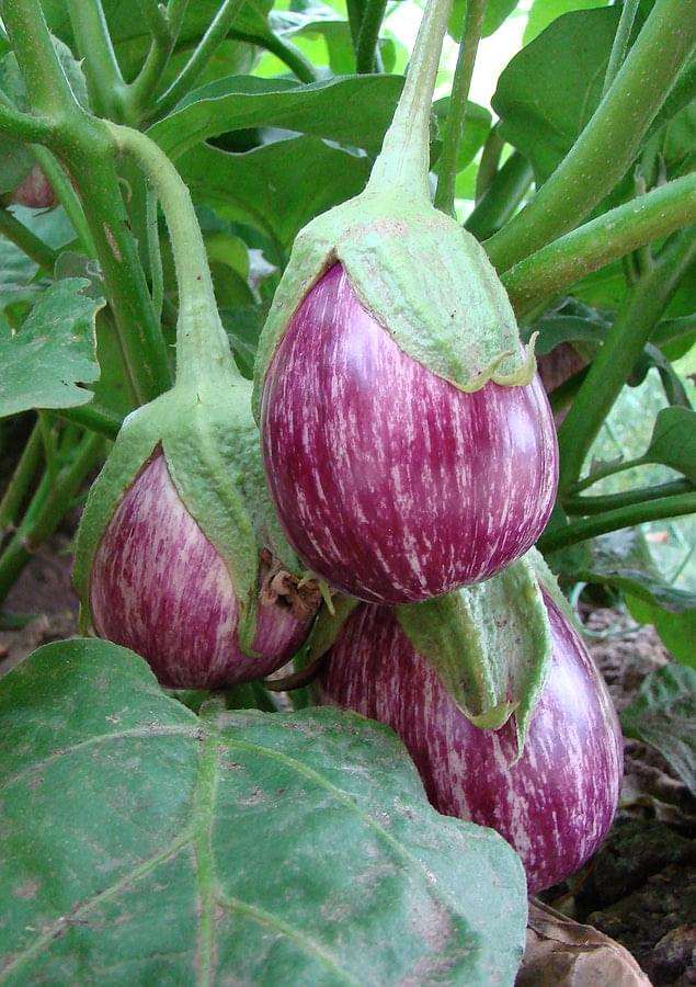 Brinjal Striped Violet Plant.