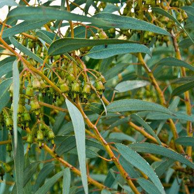 Eucalyptus Tree.