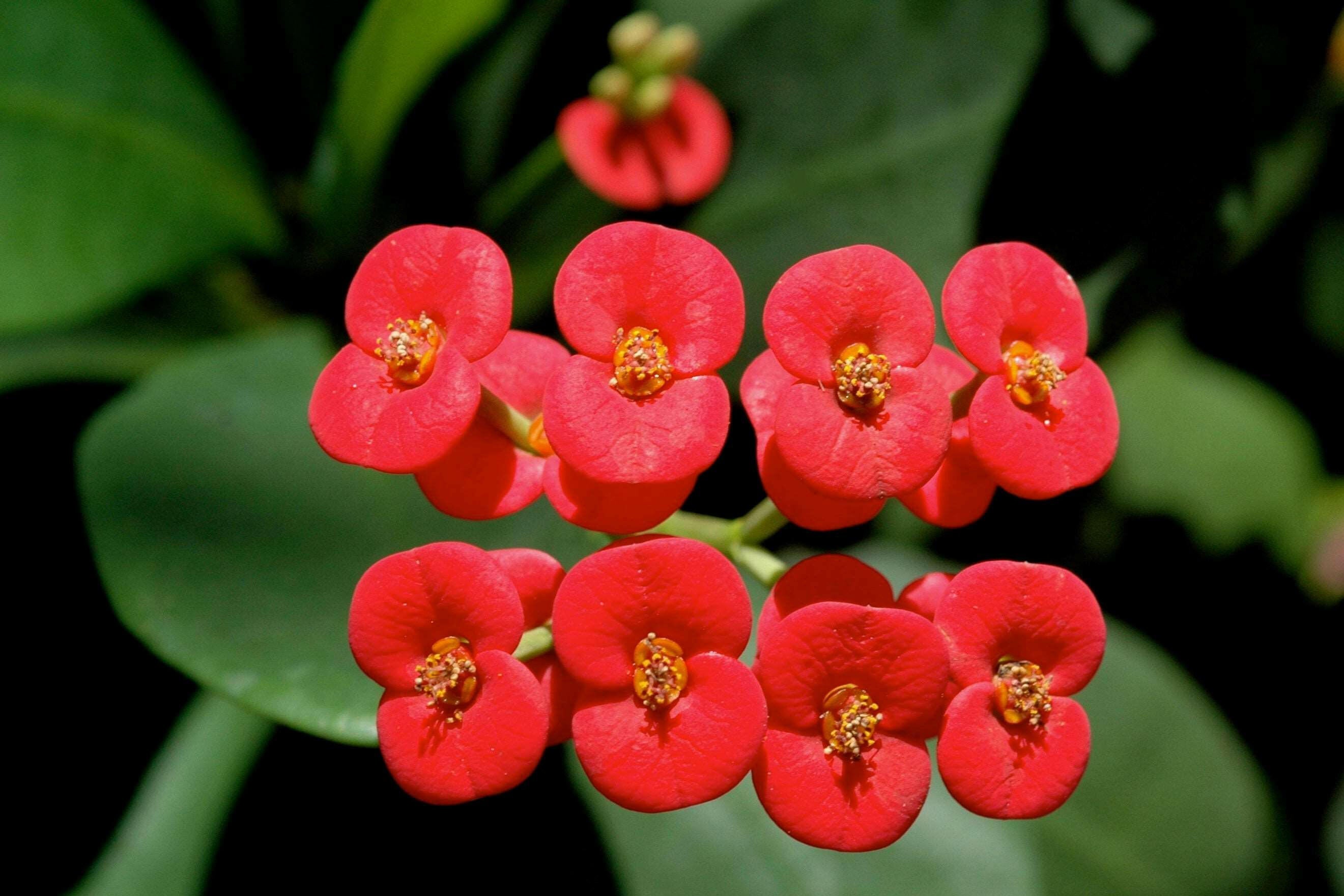 Euphorbia Red - Christ Priest Plant.