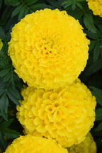 All-Season Marigold & Mum Pack