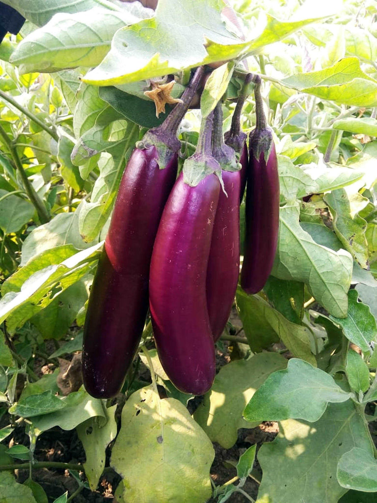 Brinjal Long Violet Vegetable Seed Balls.