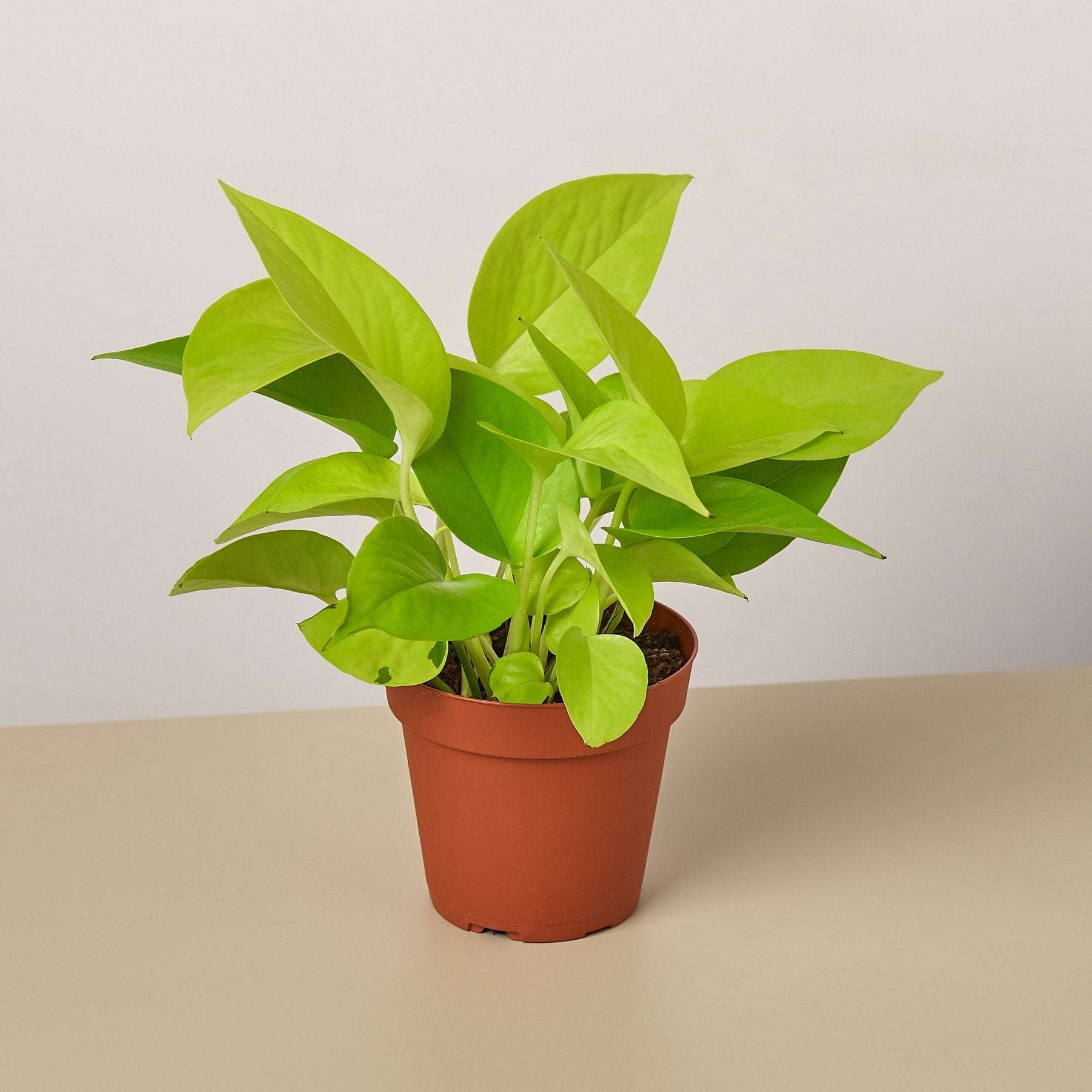 Golden Money Plant.