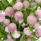 Celosia - Cocks Comb Plant.