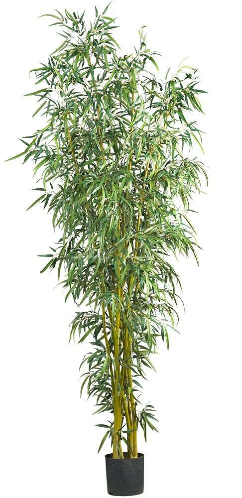 Grass Bamboo Plant.