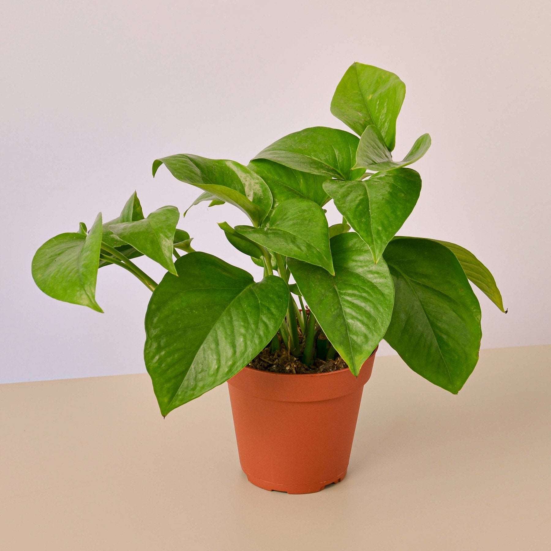Money Plant Plain Green.