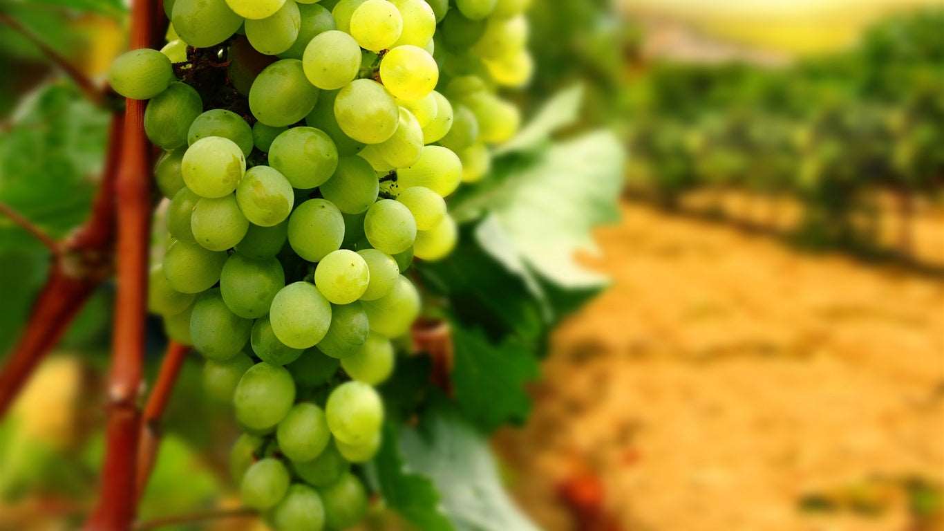 Grafted Green Grapes Fruit Plant.