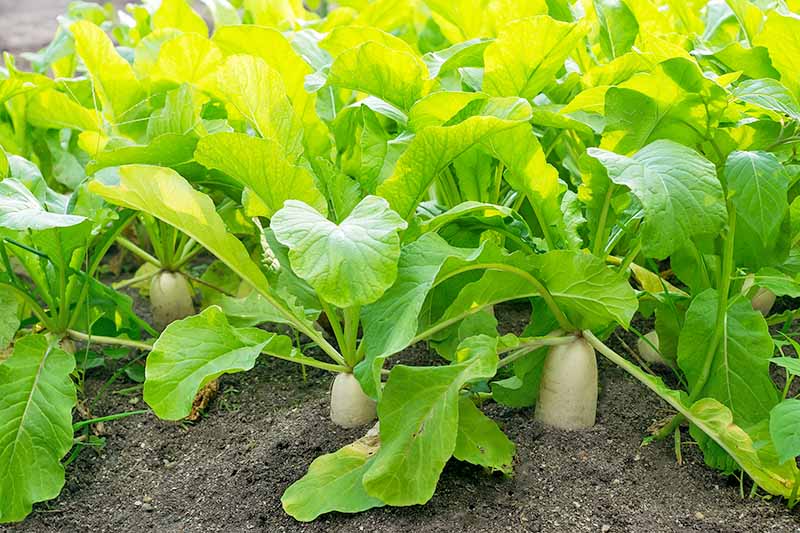 Radish Seed Balls.