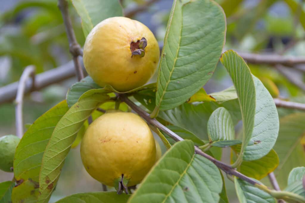Grafted White Guava Plant.