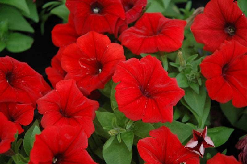 Petunia Red Plant.