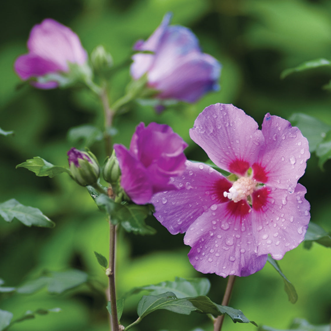Violet Hibiscus Plant
