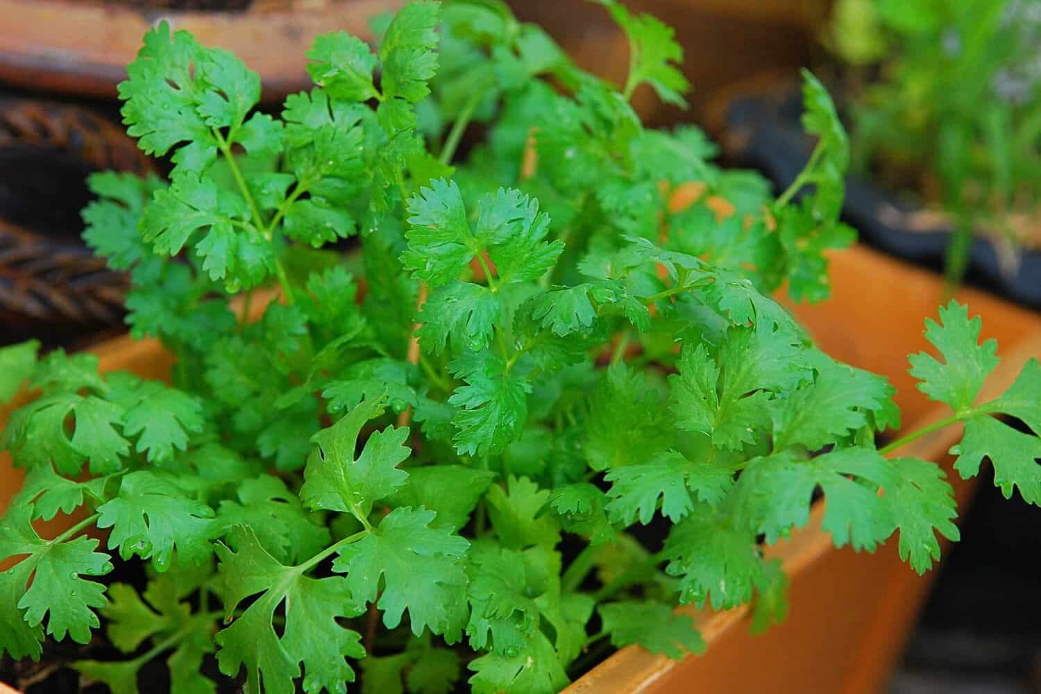 Coriander Leaves - Dhaniya Leaves Seed Balls - Just Throw & Grow