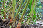 Elachi Plant - Green Cardamom Plant.