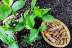 Turmeric Plant Haldi.