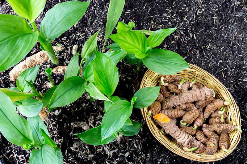 Turmeric Plant Haldi.