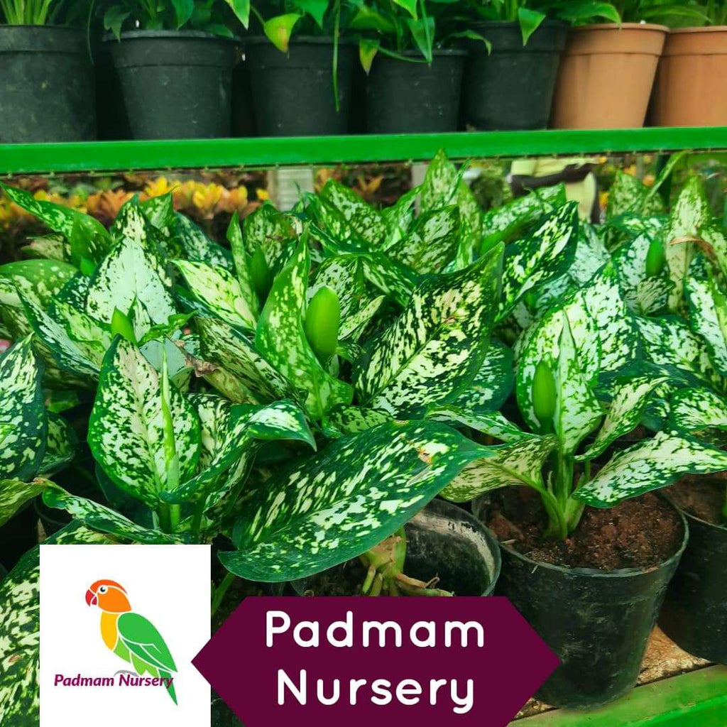 Beginner Friendly Indoor Plants