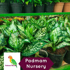 Beginner Friendly Indoor Plants