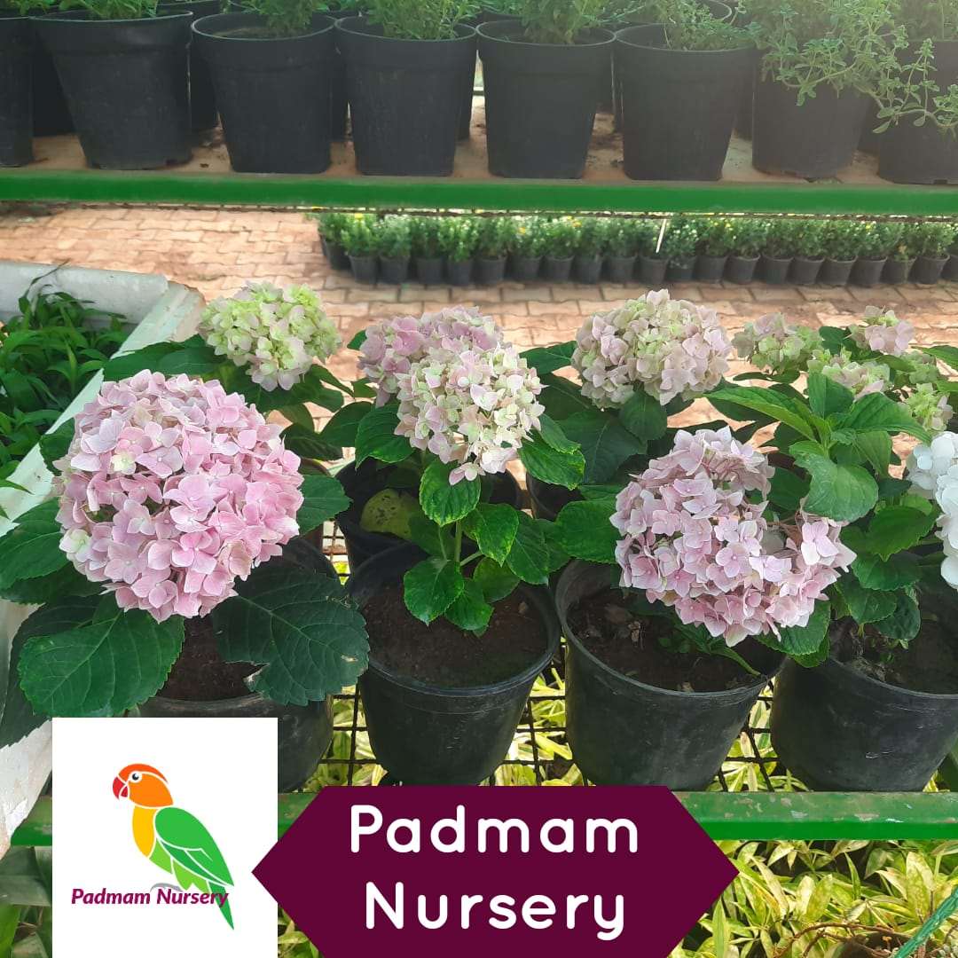 Hydrangea Plant.