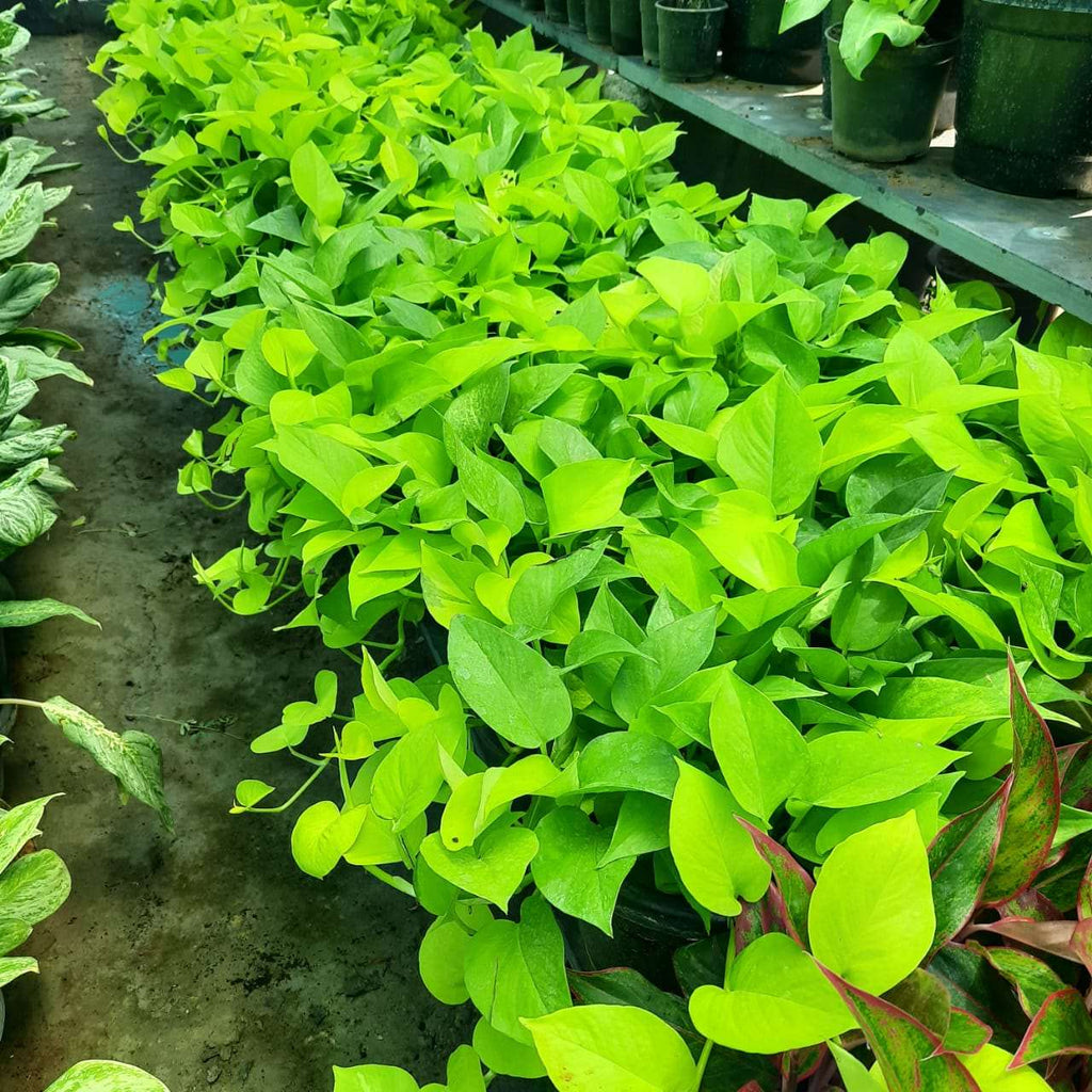 Colorful Indoor Foliage Pack