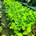 Colorful Indoor Foliage Pack