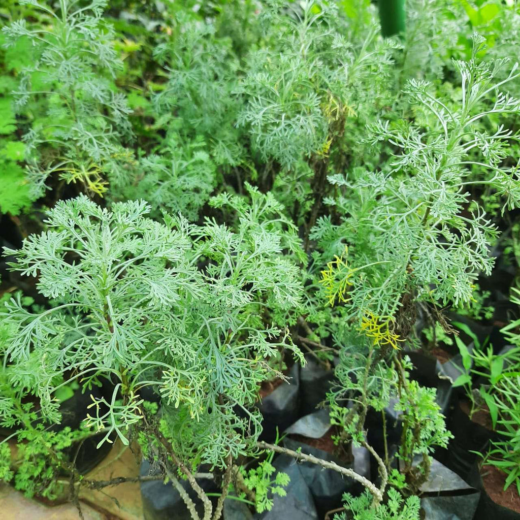 Origanum majorana - Marikolunthu - Sathra Plant.