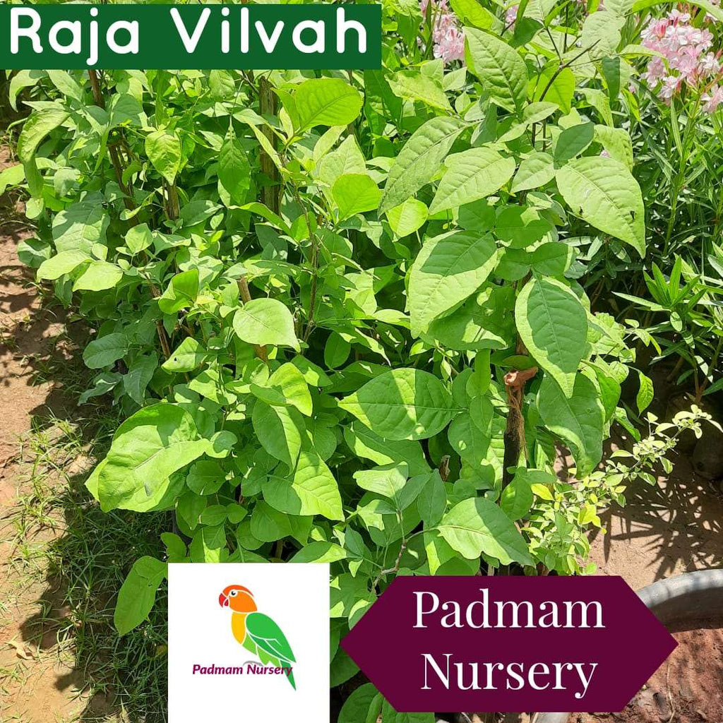 Raja Vilvam Plant - Aegle marmelos(L. ) Corr- Bilva Plant.