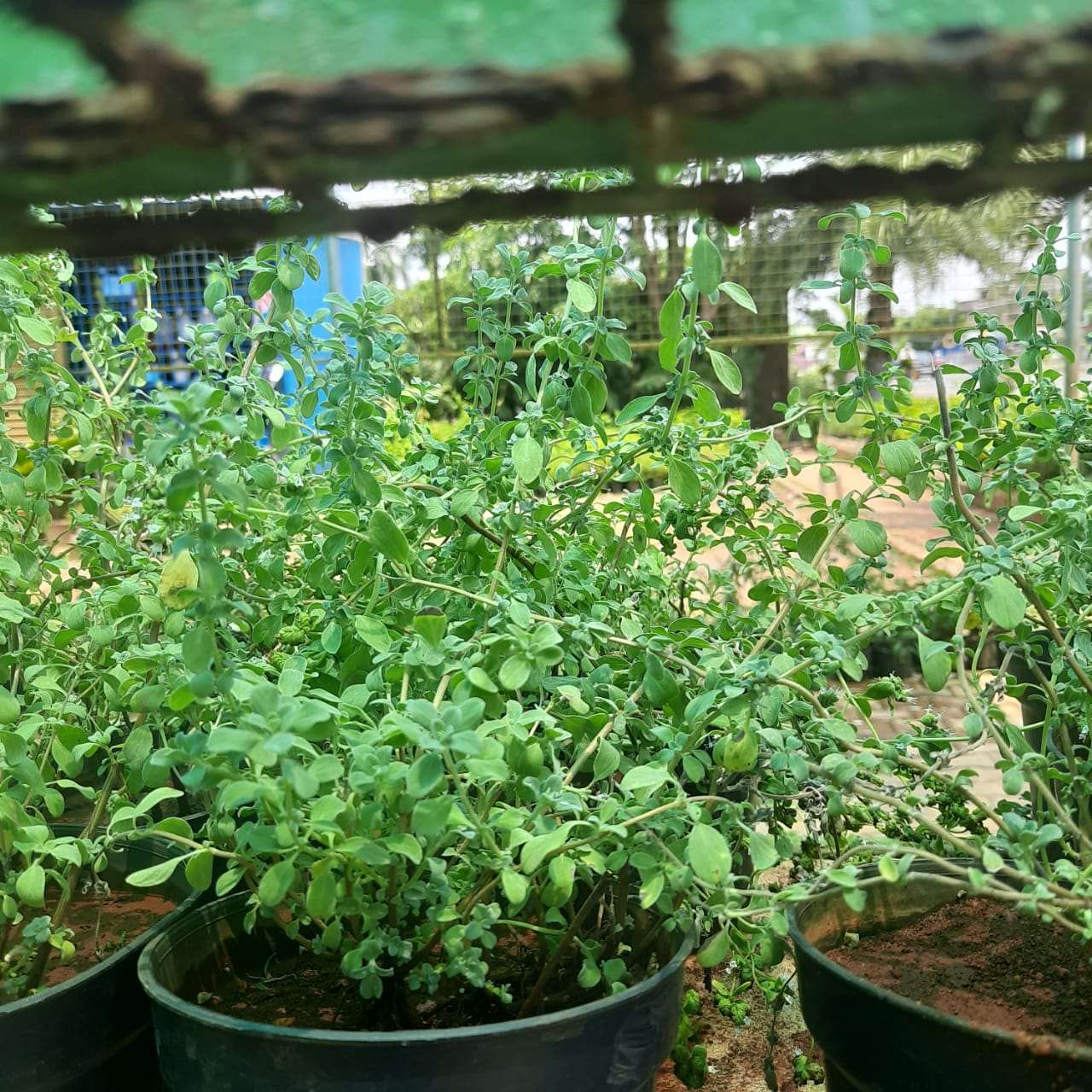 Davanam- Davana- Artemisia pallens Plant.