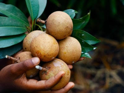 Grafted Chikoo, Chiku, Sapota Fruit Plant.