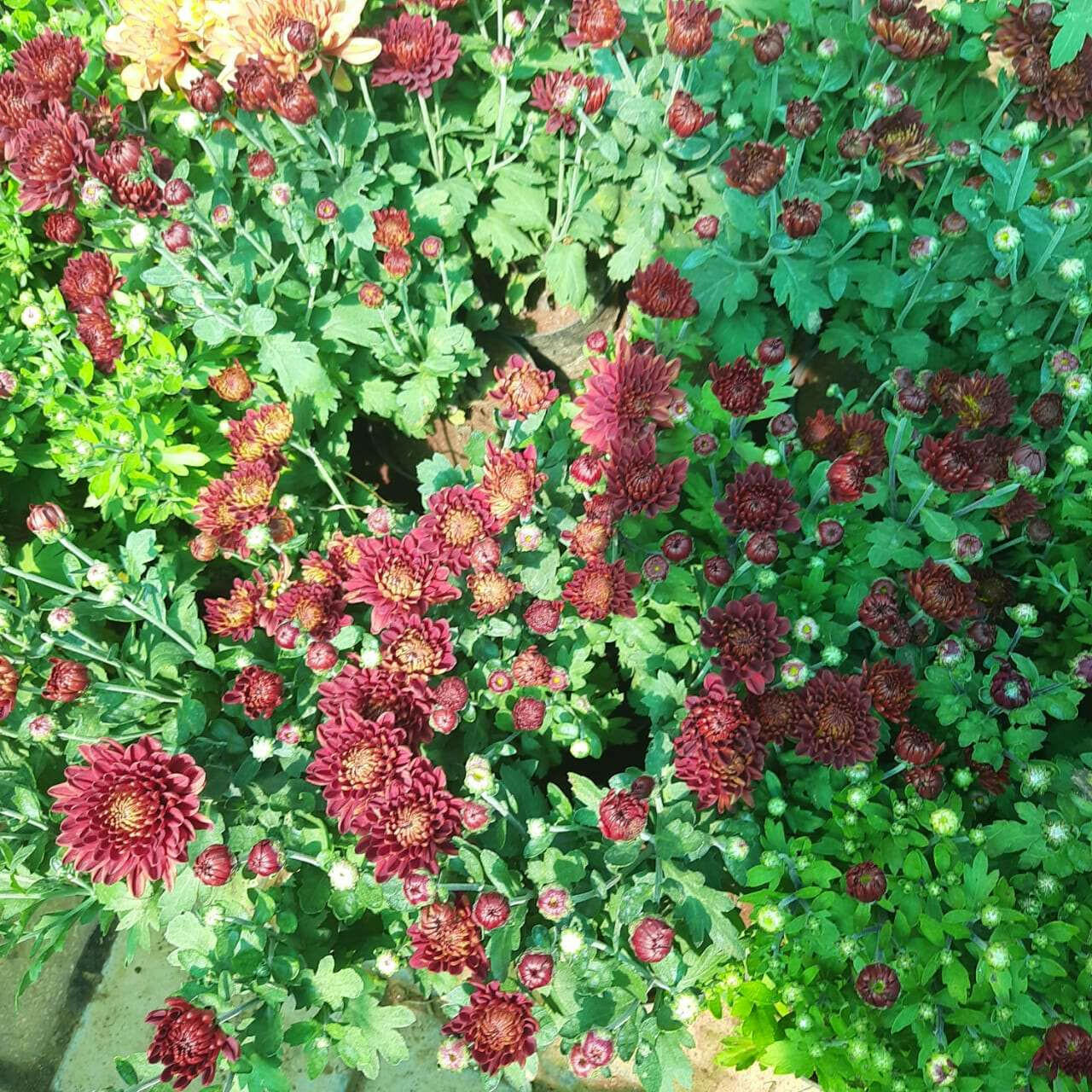 Shevanti, Chrysanthemum Red Plant.