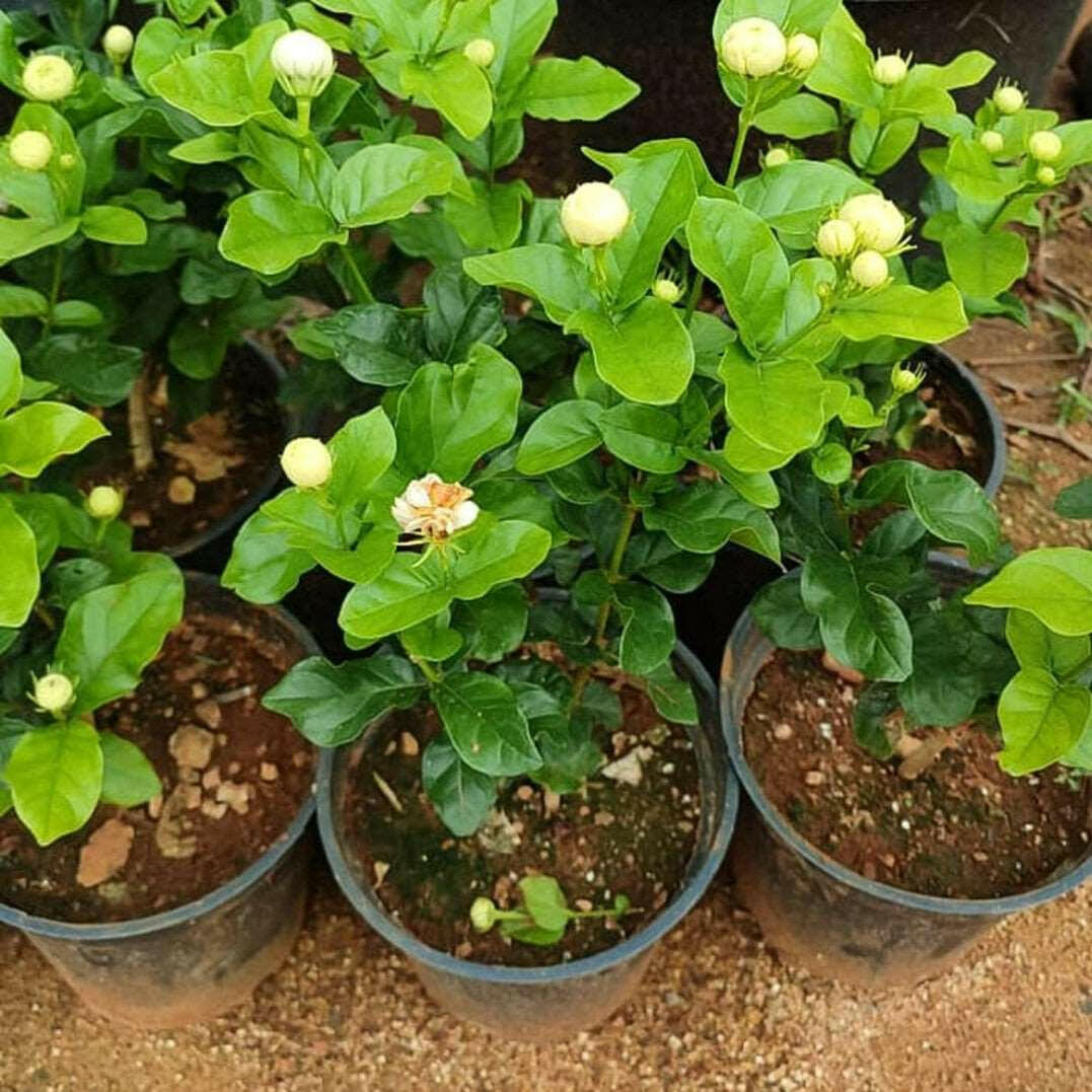 Mysore Jasmine - 10 Layered Jasmine Plant.